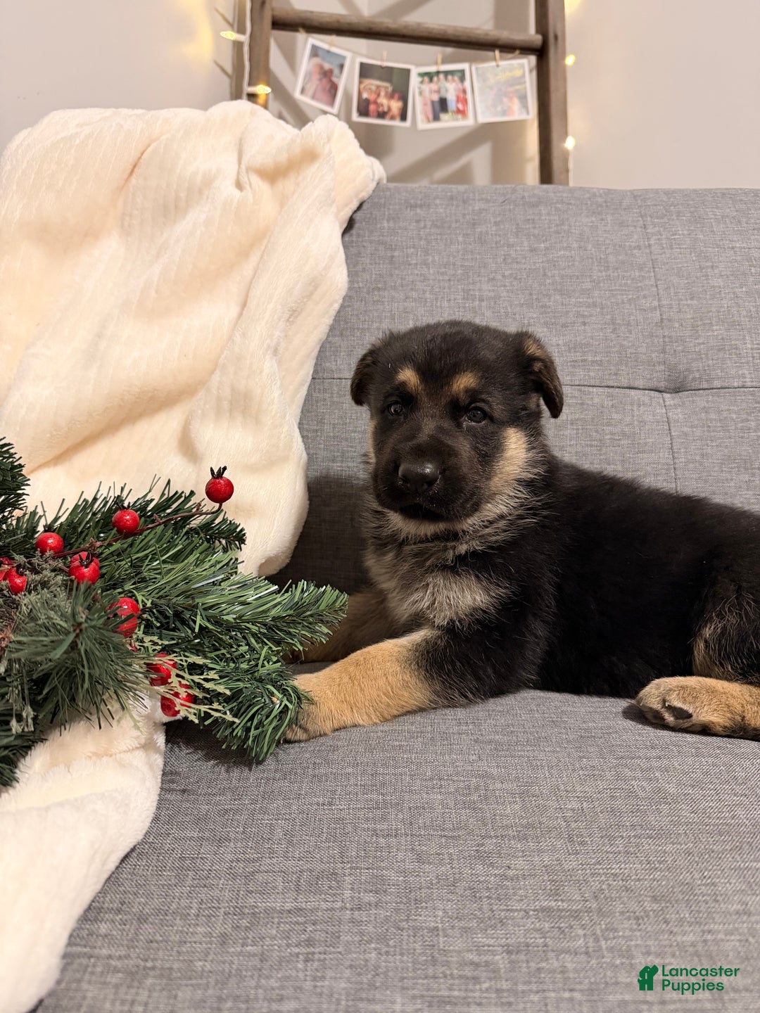 German Shepherd dogs for sale: German Shepherd Puppy 2 - Ad 3
