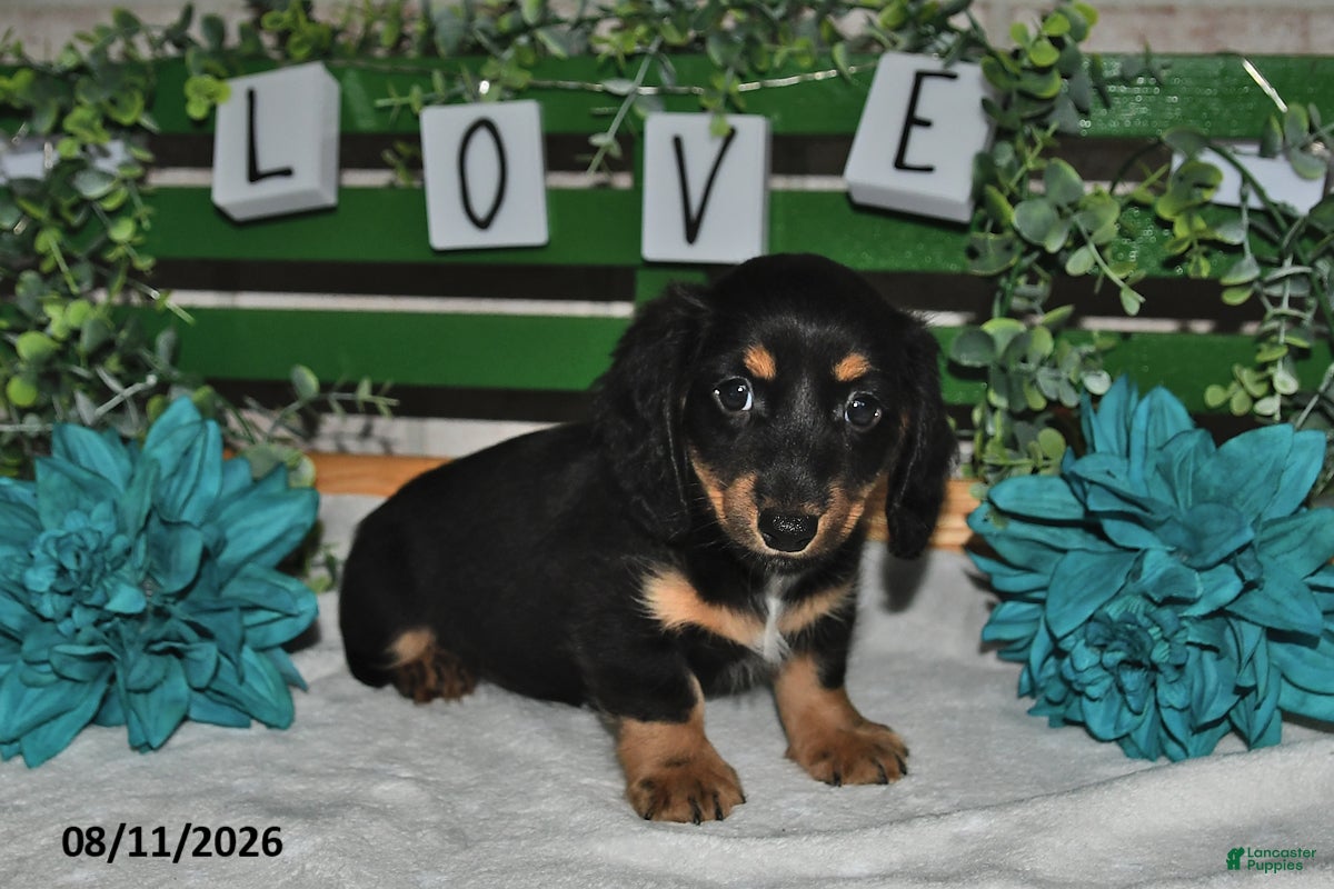 Miniature Dachshund dogs Jax - Ad 2