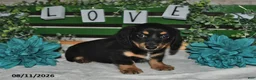 Miniature Dachshund dogs for sale: Jax - Ad 2