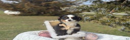 Miniature Australian Shepherd dogs for sale: Taz - Ad 6