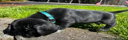 Mixed Breed dogs for sale: Red - Ad 8