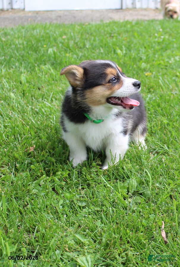 Welsh Corgi Pembroke dogs for sale: Daisy - Ad 2