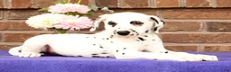 Dalmatian dogs for sale: Dora - Ad 5