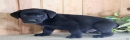 Labrador Retriever dogs for sale: Tucker - Ad 3