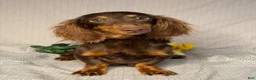 Miniature Dachshund dogs for sale: Axel - Ad 6