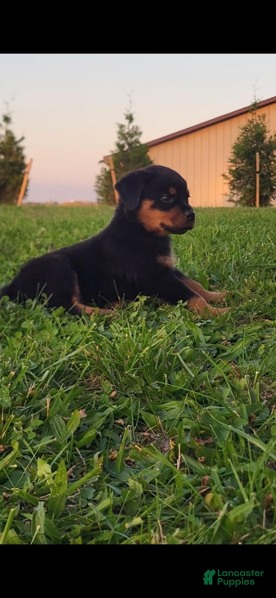 Rottweiler dogs Yeti - Ad 2