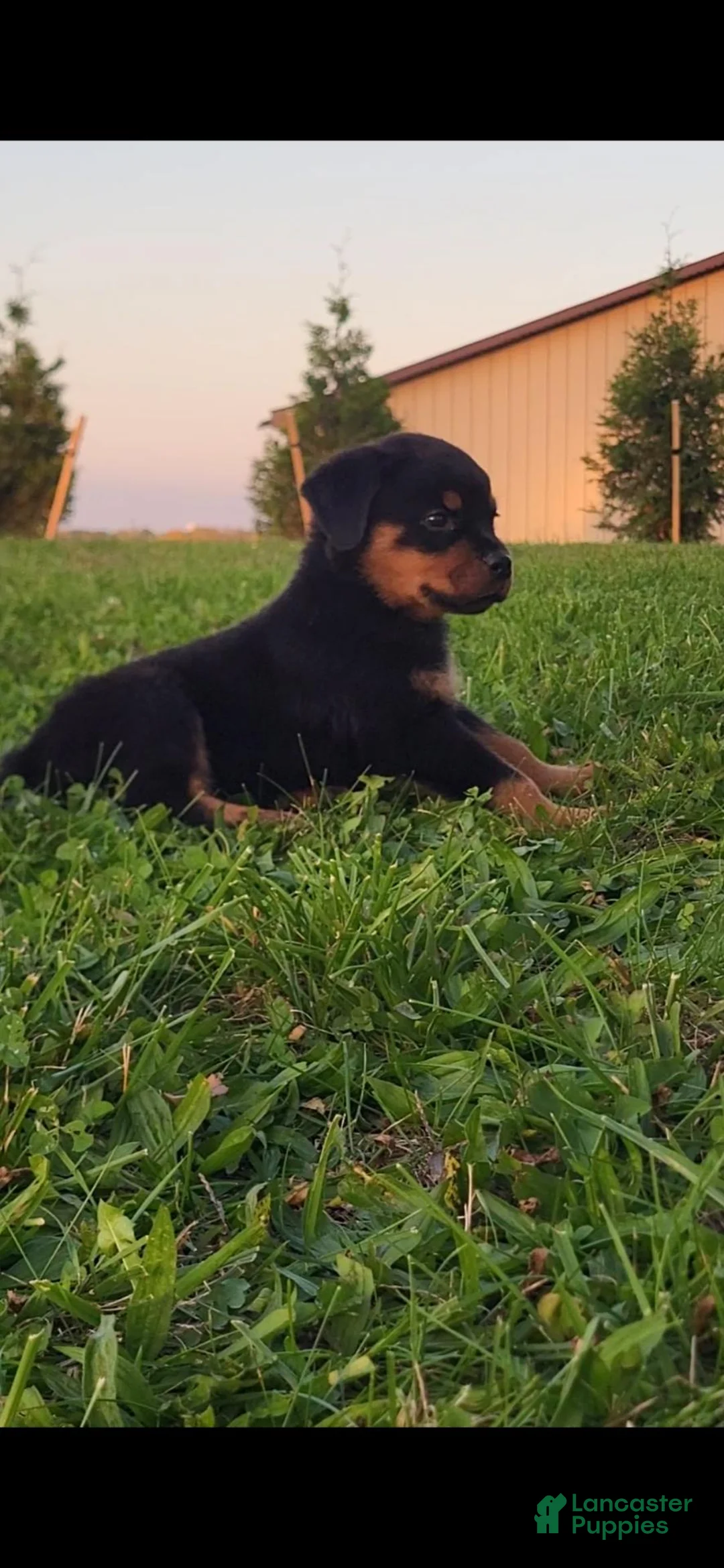 Rottweiler dogs for sale: Yeti - Ad 2