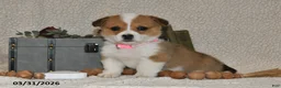 Welsh Corgi Pembroke dogs for sale: Juliet - Ad 3