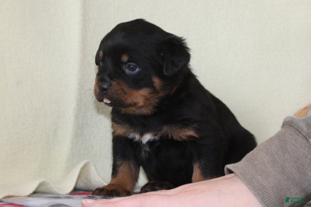 Rottweiler dogs for sale: Hope  - Ad 2