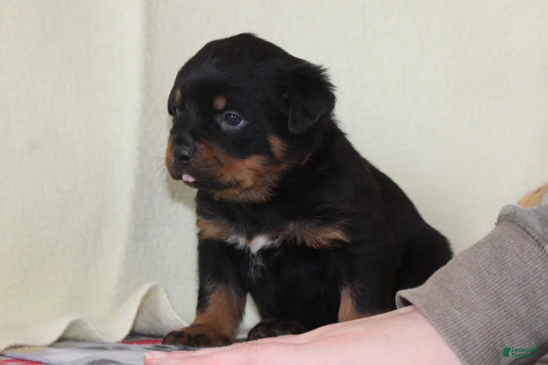 Rottweiler dogs for sale: Hailey - Ad 7
