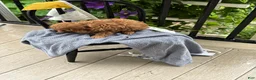 Cavapoo dogs for sale: Jacey - Ad 11