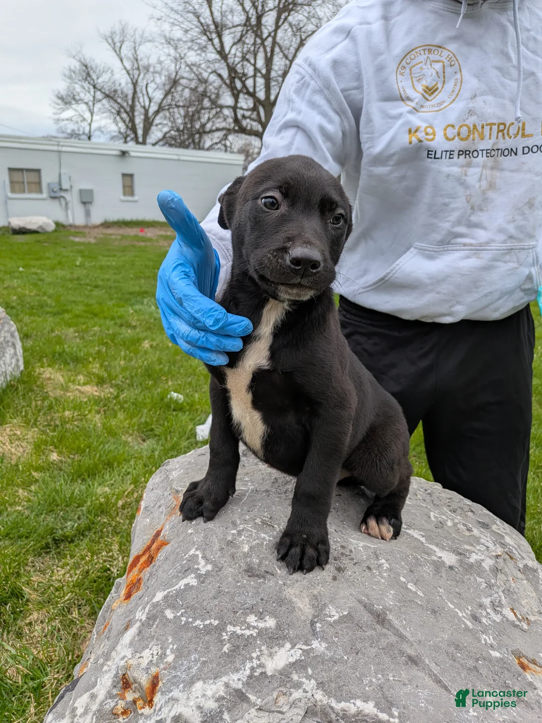 Mixed Breed dogs for sale: Mixed Breed Puppy 2 - Ad 1