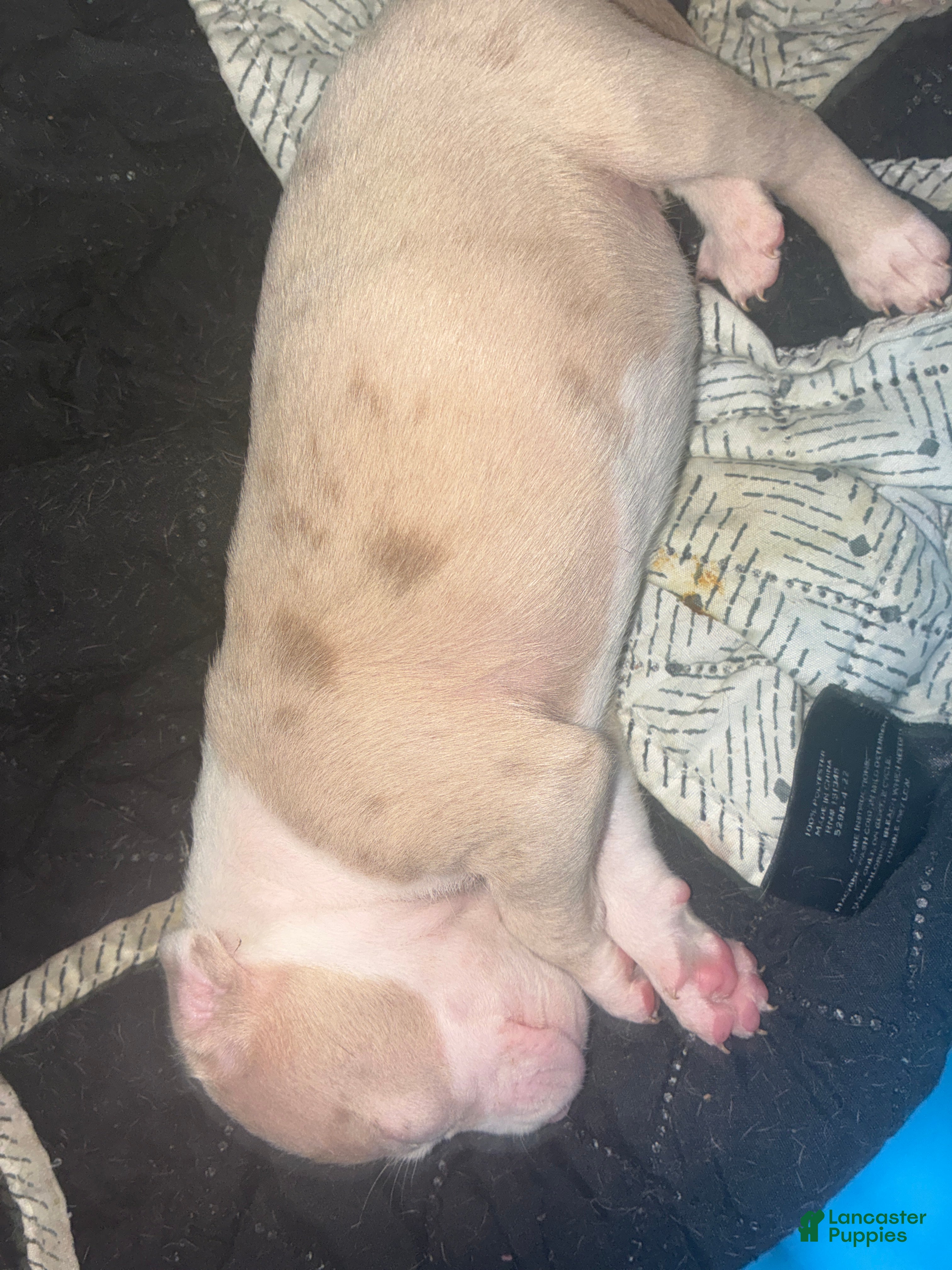 American Bully dogs American Bully Puppy 5 - Ad 30