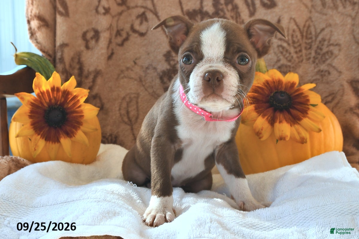Boston Terrier dogs Cocoa Fern - Ad 2