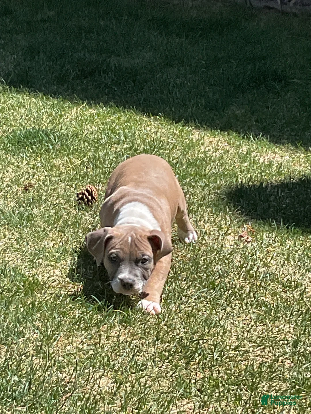 Mixed Breed dogs for sale: Staffshire terrier,American bully #7 - Ad 2