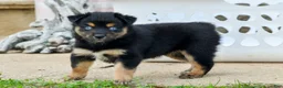 Miniature Australian Shepherd dogs for sale: Miniature Australian Shepherd 6 - Ad 5