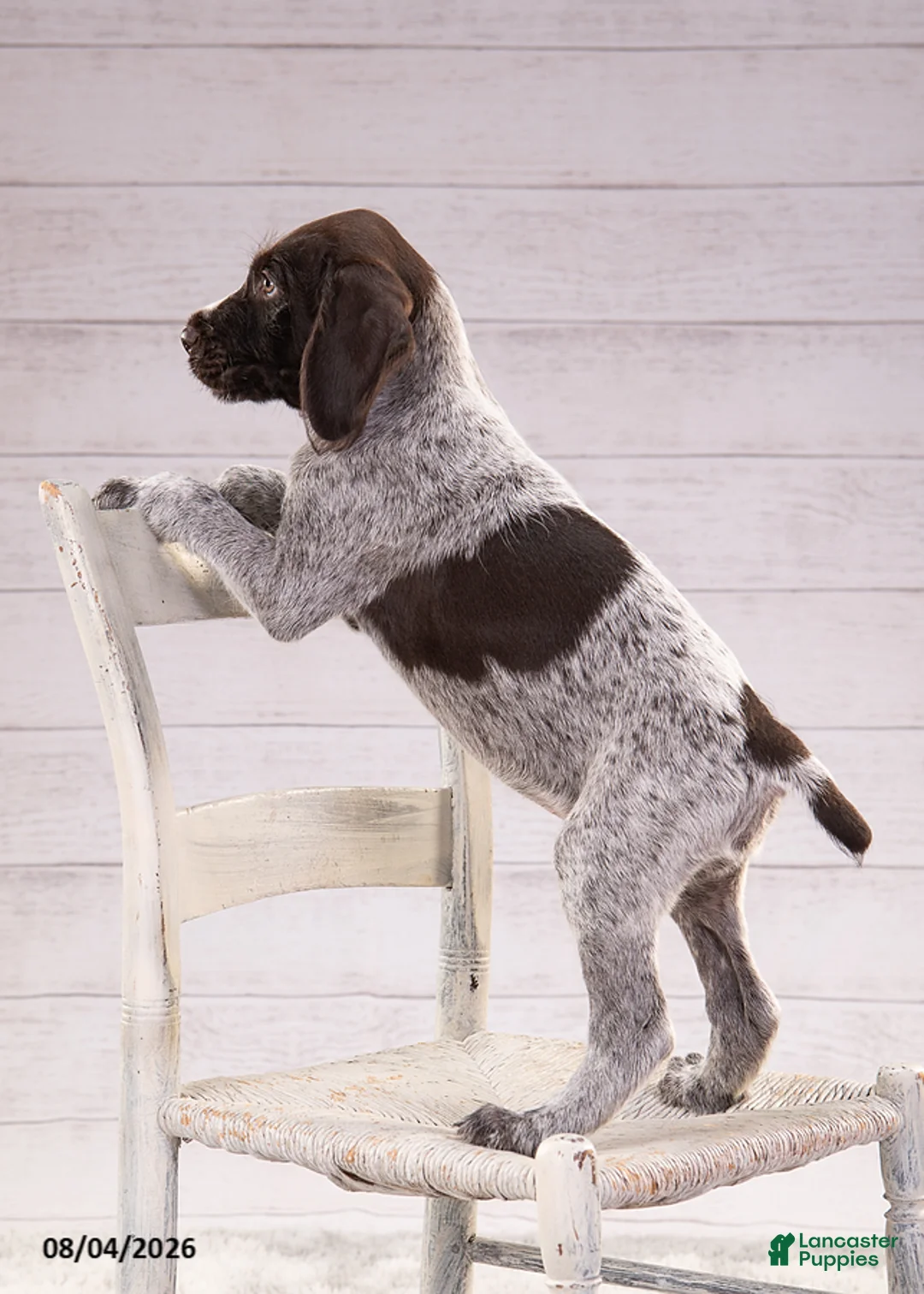 Mixed Breed dogs for sale: Ruger - Ad 8