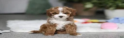 Cavapoo dogs for sale: Theo - Ad 2