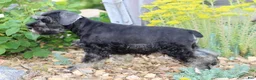 Miniature Schnauzer dogs for sale: Twila - Ad 3