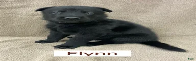 German Shepherd (Flynn)