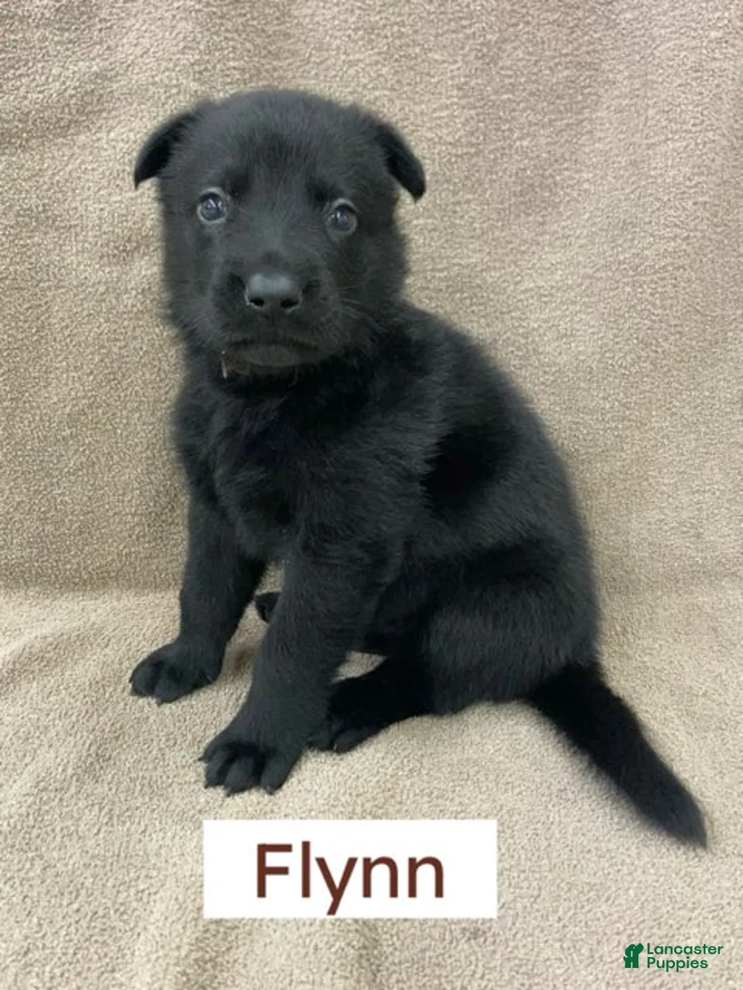 German Shepherd dogs for sale: German Shepherd (Flynn) - Ad 1