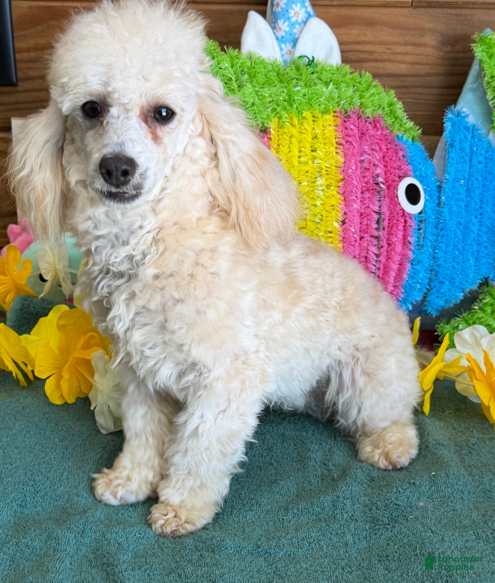 Toy Poodle dogs Newton - Ad 19