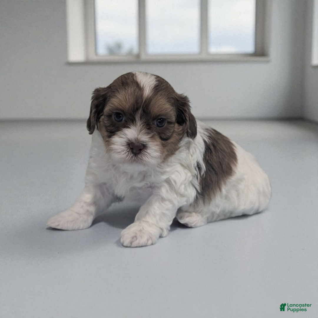 Shihpoo dogs for sale: Asher - Ad 2