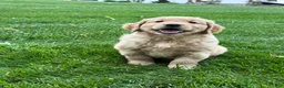 Golden Retriever dogs for sale: Maven - Ad 6