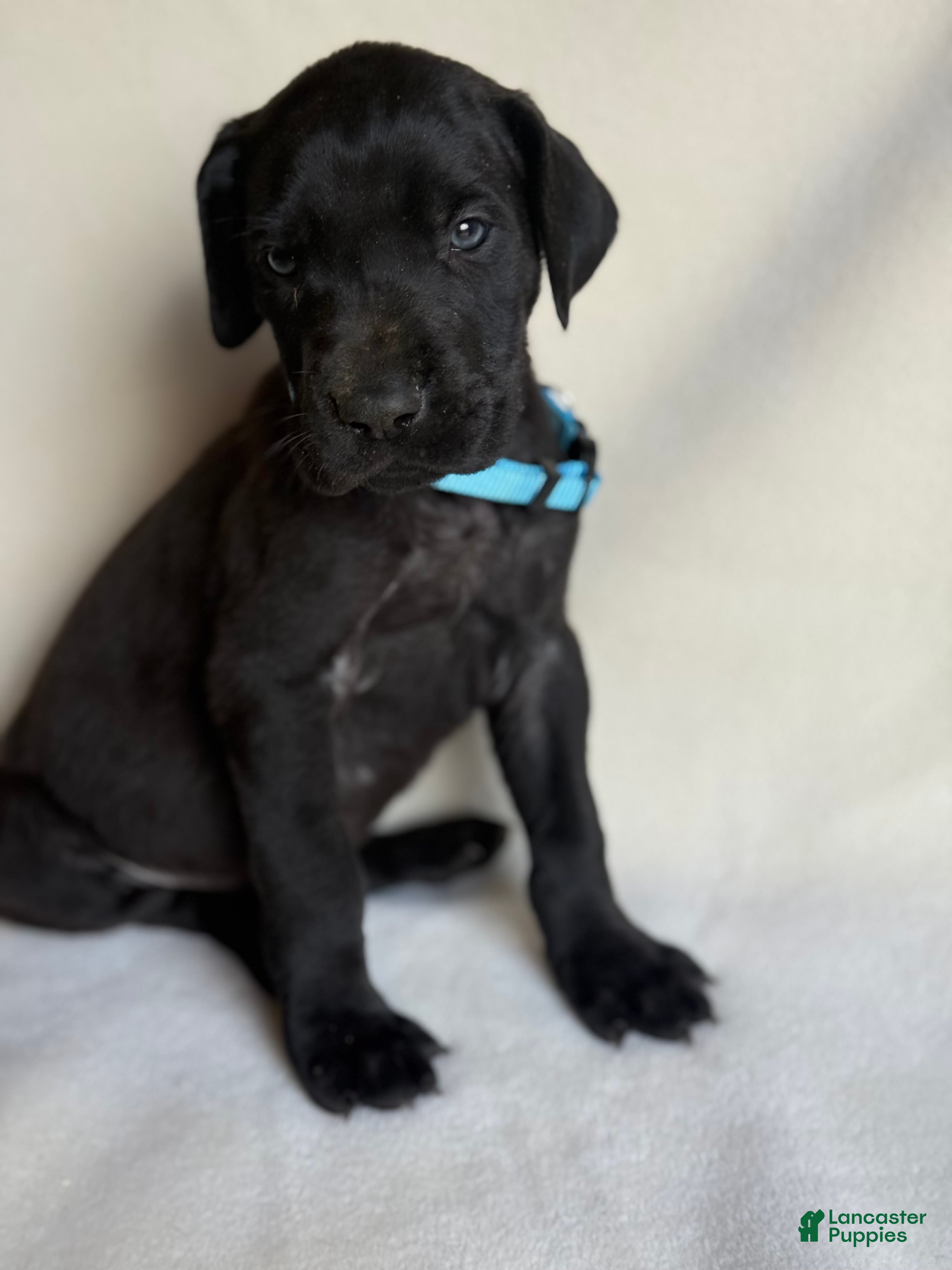Great Dane dogs Angus- light blue - Ad 37