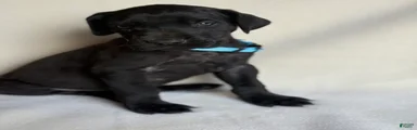 Angus- light blue