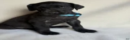 Great Dane dogs for sale: Angus- light blue - Ad 1