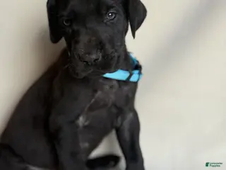 Great Dane dogs Angus- light blue - Ad 31