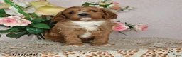 Cavapoo dogs for sale: Ivan - Ad 2