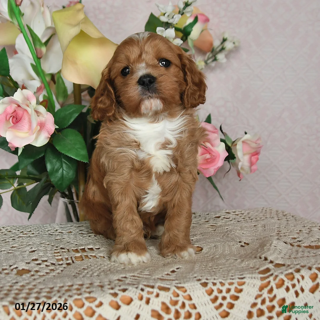 Cavapoo dogs for sale: Ivan - Ad 2