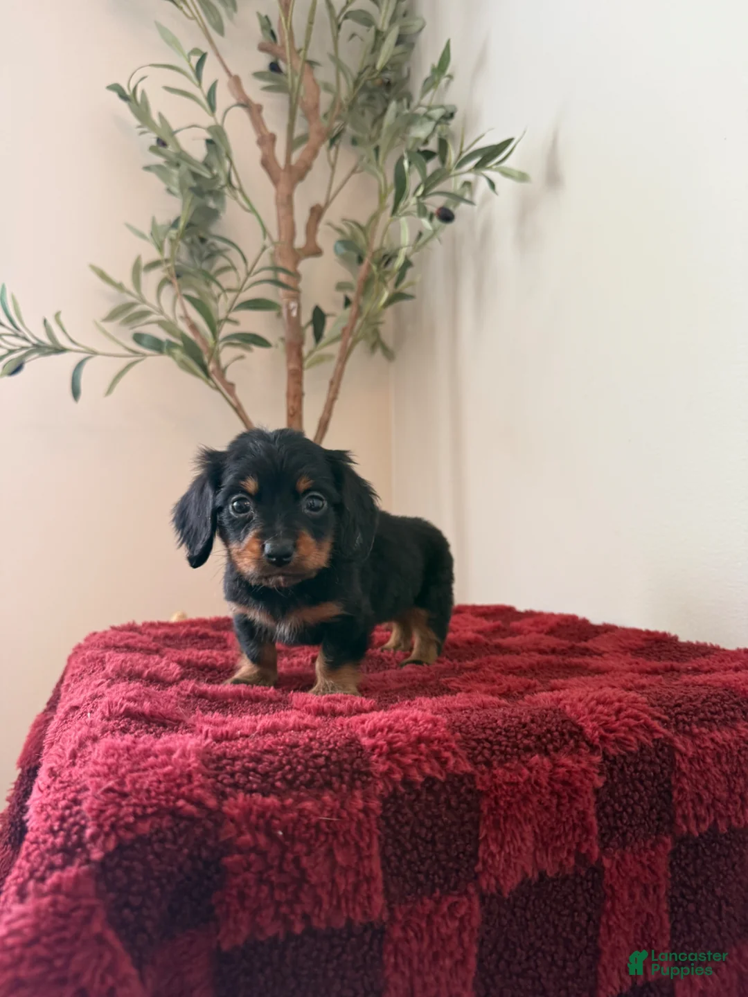 Miniature Dachshund dogs for sale: Brian LH  - Ad 1