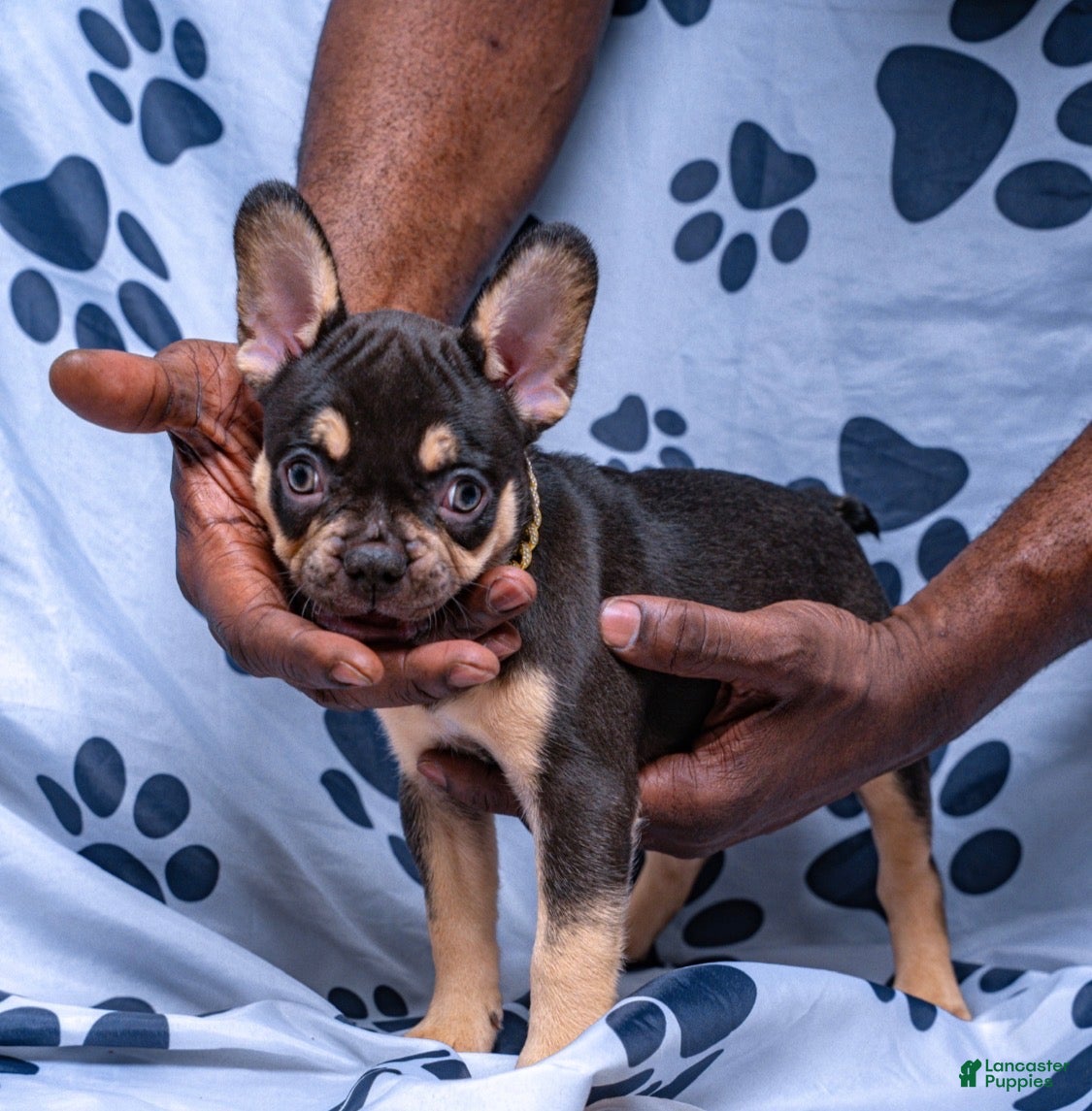 French Bulldog dogs Brownie - Ad 2