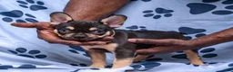 French Bulldog dogs for sale: Brownie - Ad 2