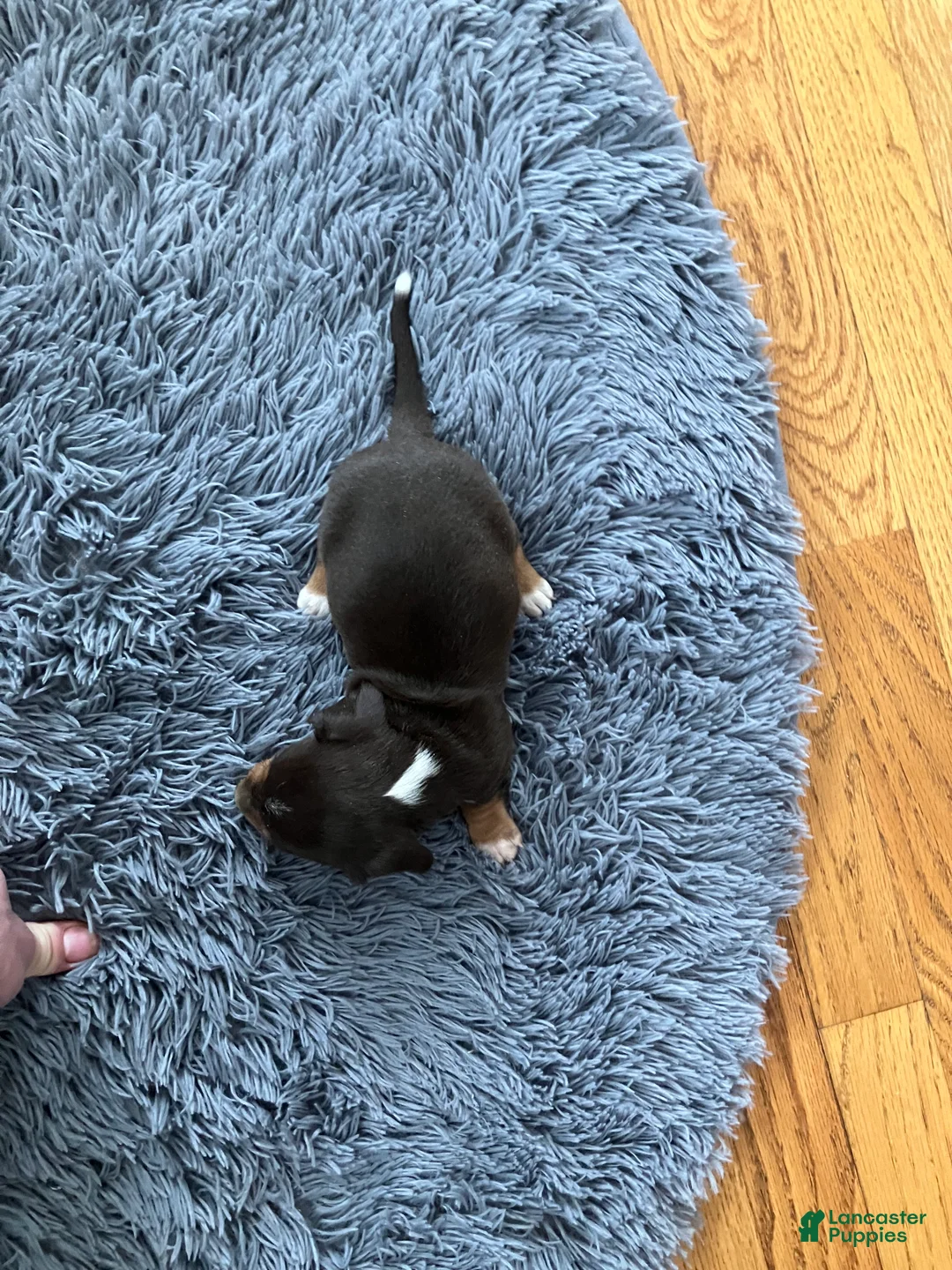 Miniature Dachshund dogs for sale: Akc Rhonda  - Ad 2