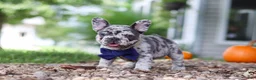 French Bulldog dogs for sale: Hayden - Ad 8