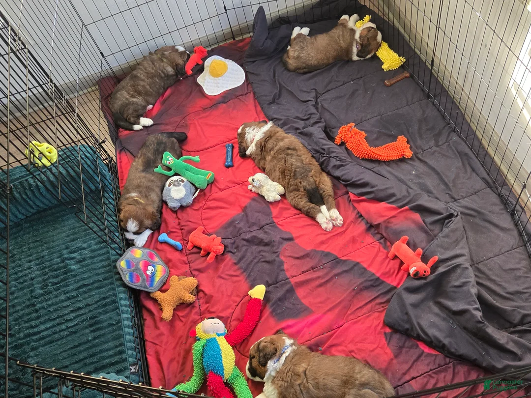 Mixed Breed dogs for sale: Zues - Ad 42