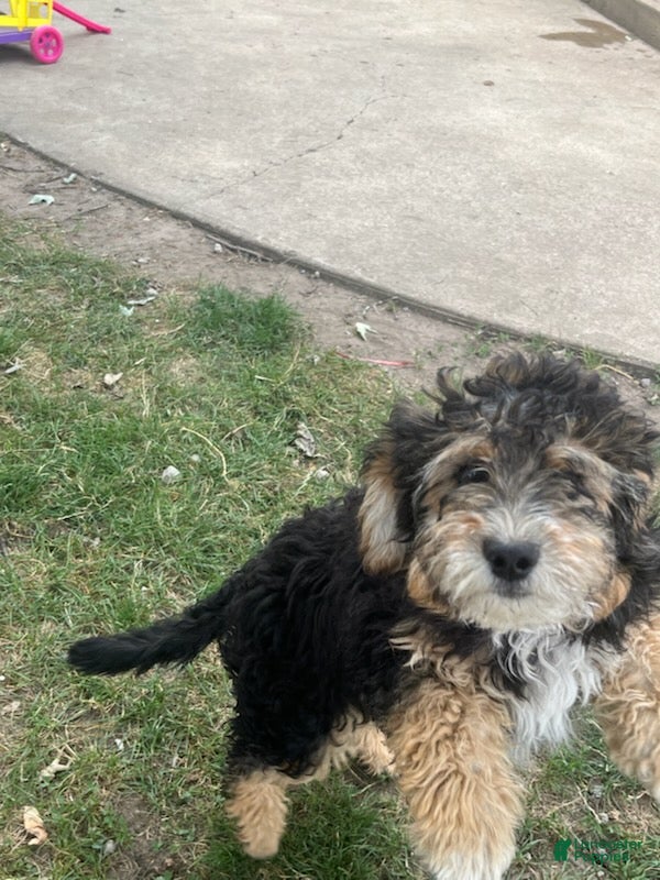 Aussiedoodle dogs Zoe - Ad 2
