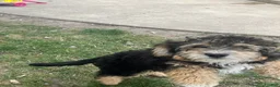 Aussiedoodle dogs for sale: Zoe - Ad 2