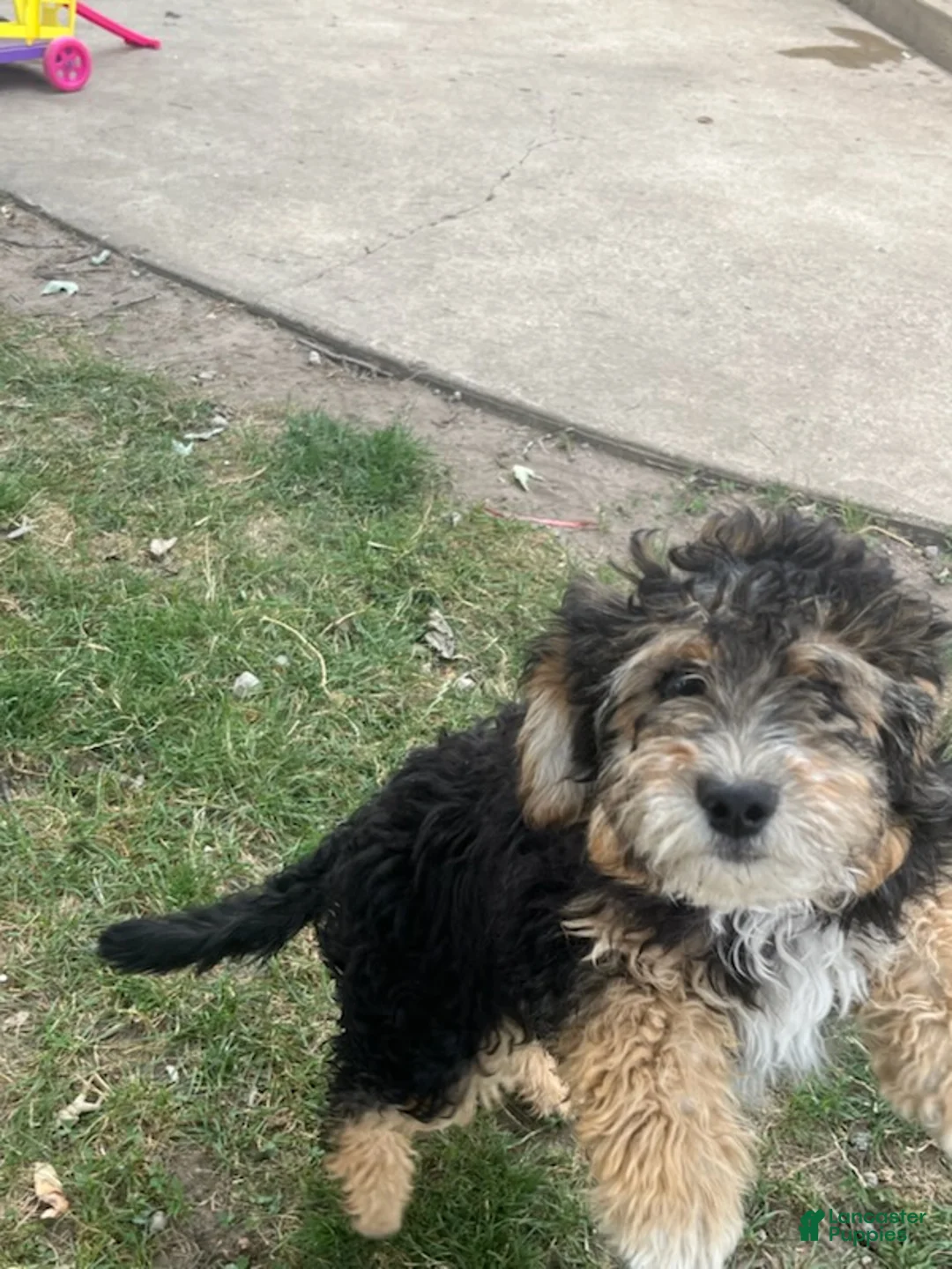 Aussiedoodle dogs for sale: Zoe - Ad 2