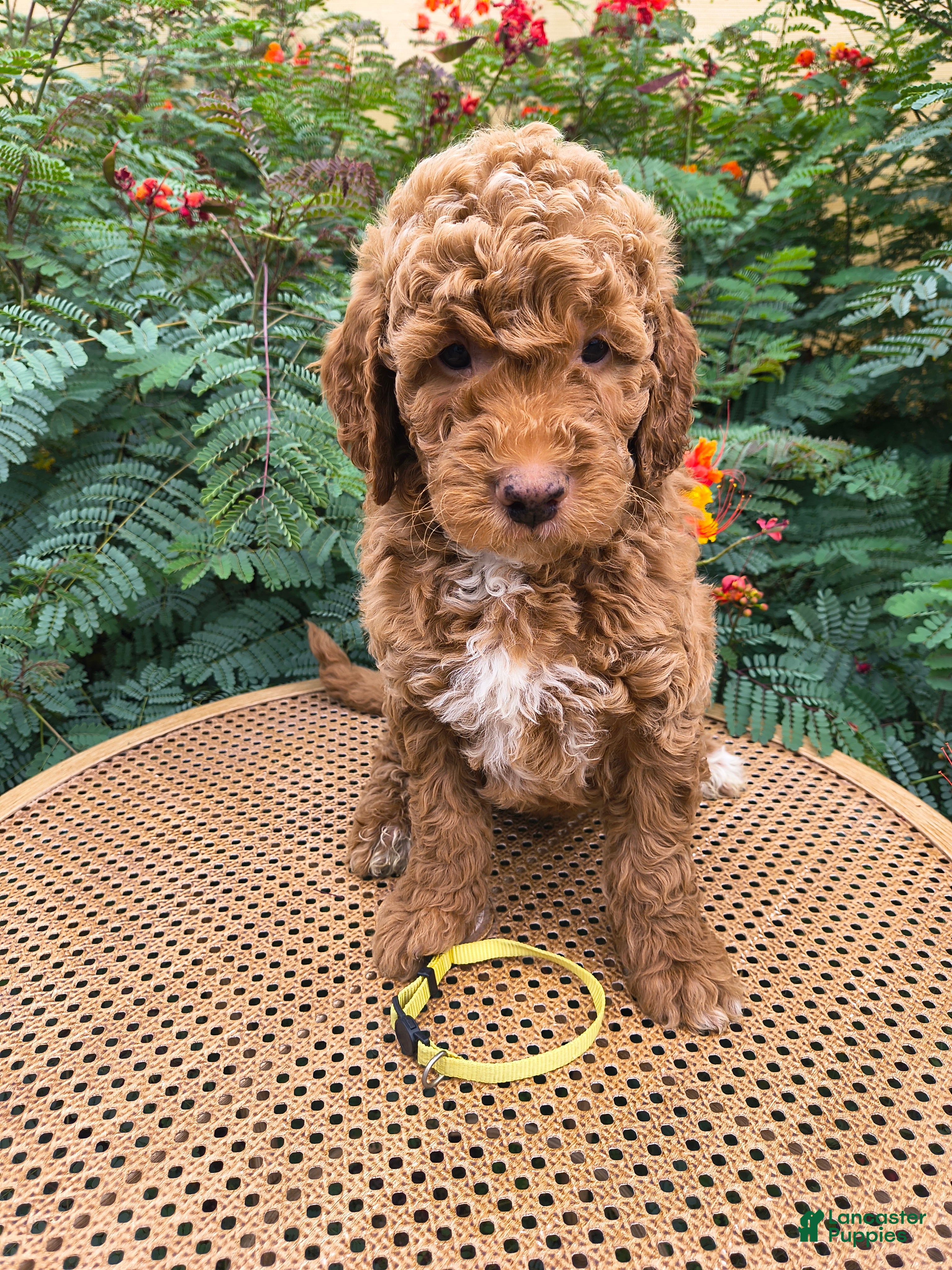 Mini Goldendoodle dogs  Yellow Collar - Ad 2