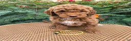 Mini Goldendoodle dogs for sale:  Yellow Collar - Ad 2