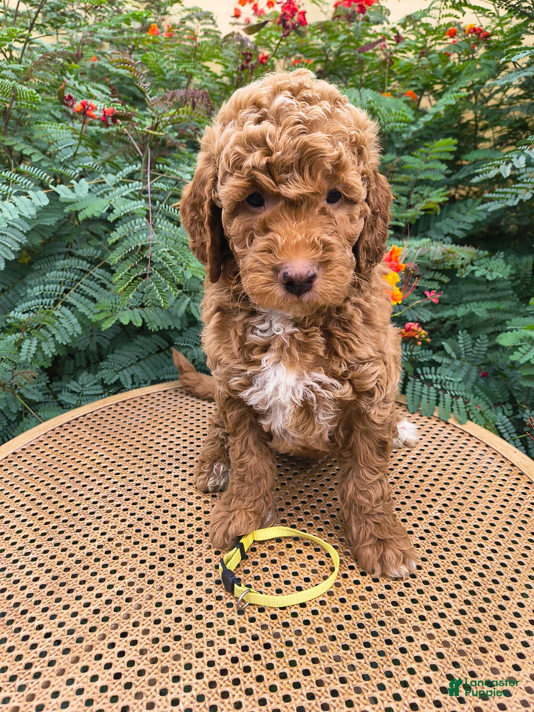 Mini Goldendoodle dogs for sale:  Yellow Collar - Ad 2