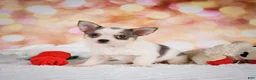 Chihuahua dogs for sale: Lilly - Ad 3