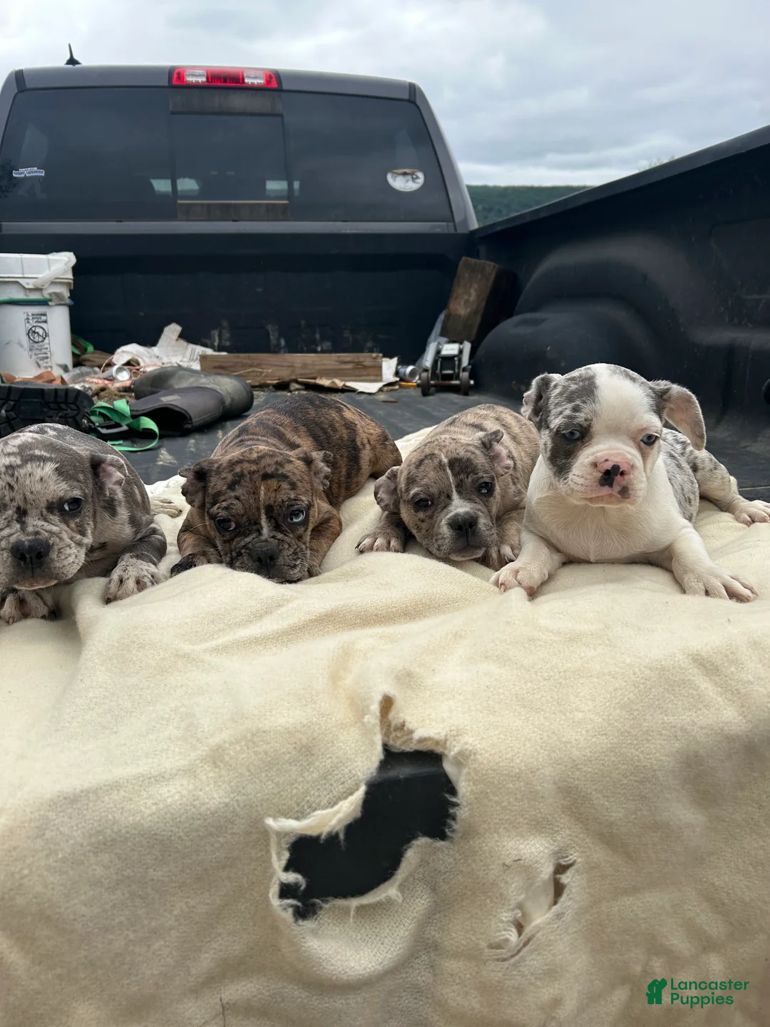 Mixed Breed dogs for sale: Jax - Ad 2