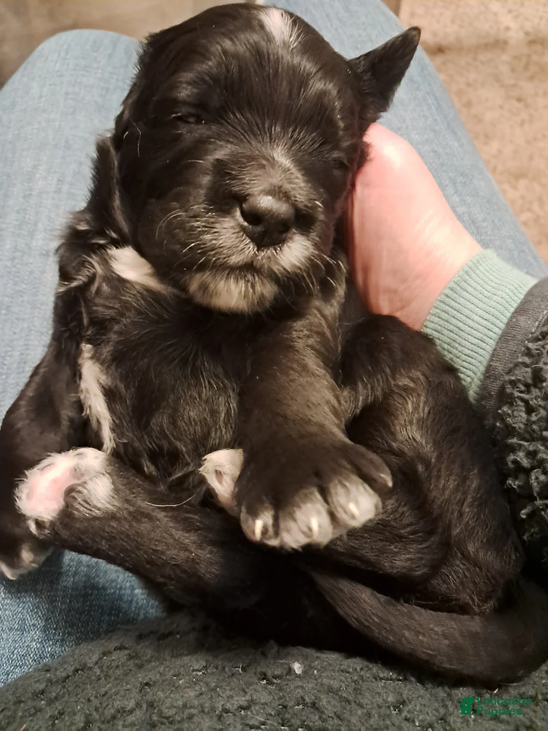 Double Doodle dogs for sale: Rhys - Ad 1