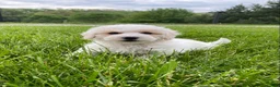 Bichpoo dogs for sale: Poppi - Ad 4